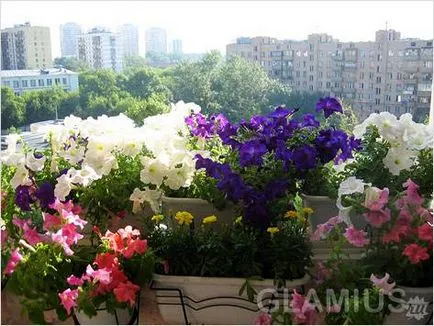 Cum de a decora un balcon cu flori - flori pe balcon (foto) (flori) Cum de a decora un balcon cu flori - flori pe balcon (foto)