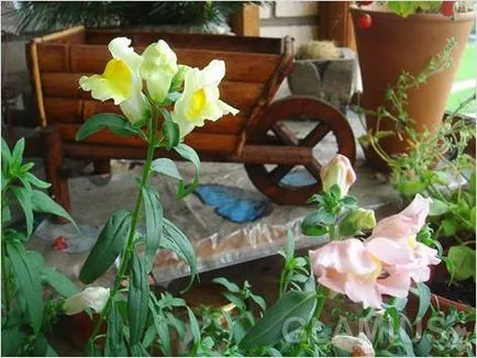 Cum de a decora un balcon cu flori - flori pe balcon (foto) (balcon) Cum de a decora un balcon cu flori - flori pe balcon (foto)