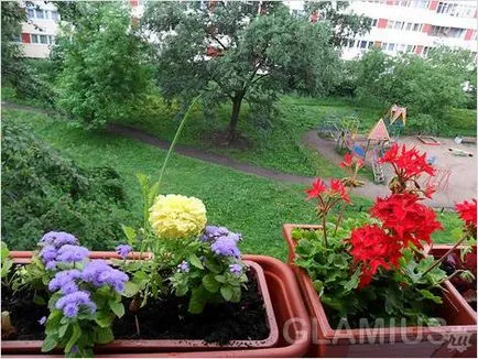 Cum de a decora un balcon cu flori - flori pe balcon (foto) (flori) Cum de a decora un balcon cu flori - flori pe balcon (foto)