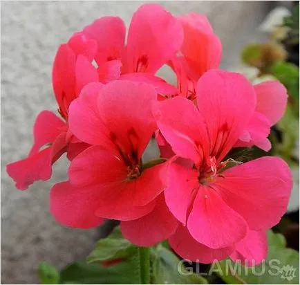Cum de a decora un balcon cu flori - flori pe balcon (foto) (balcon) Cum de a decora un balcon cu flori - flori pe balcon (foto)