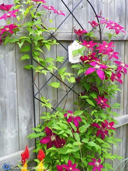 Cum să taie Clematis