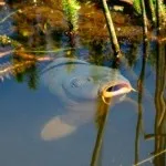 Cum de a deschide un pescuit plătit 1 (plătit) Cum de a deschide un pescuit plătit 1