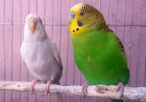 Cum de a determina sexul perus, foto și video
