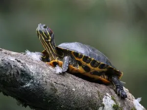 Cum de a determina vârsta roșii țestoase