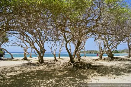 Cum să se relaxeze în tine Bali începe o revizuire a aleksandr_inozemcev turistice de pe (repaus) Cum să se relaxeze în Bali pe cont propriu început, feedback-ul de la turisti pe aleksandr_inozemcev