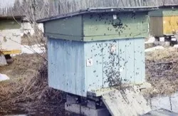 Cum albinele fac miere - proces de producție complet (proces) Cum albinele fac miere - procesul de producție completă