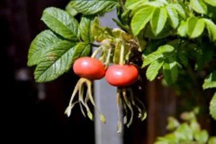 Cum de a distinge un trandafir de trandafir sălbatic pe frunze și flori de plante si trandafiri fotografie măceș (frunze) Cum de a distinge un trandafir de trandafir sălbatic pe frunze și flori de plante trandafiri și trandafir sălbatic fotografie