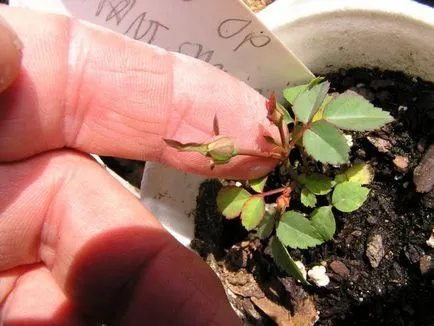 Cum de a distinge un trandafir de trandafir sălbatic pe frunze și flori de plante si trandafiri fotografie măceș (frunze) Cum de a distinge un trandafir de trandafir sălbatic pe frunze și flori de plante trandafiri și trandafir sălbatic fotografie