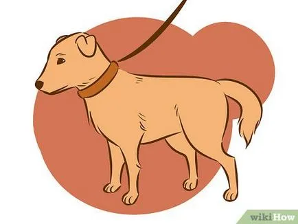 Cum se dezvata de la un comportament de câine excitat (excitat) Cum se dezvata un câine din comportamentul desfrânat