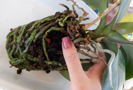 Ca Dendrobium transplantat la domiciliu