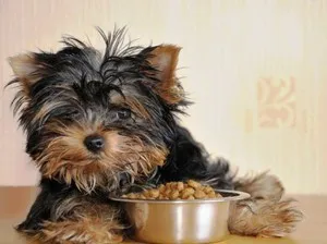 Cum să se hrănească Yorkshire Terrier la domiciliu special echilibrata