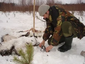 Cum de a prinde o vulpe - foto și video, în special de vânătoare
