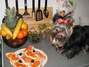 Cum să se hrănească Yorkshire Terrier la domiciliu special echilibrata