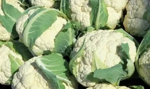 Cum de a planta suc de fructe