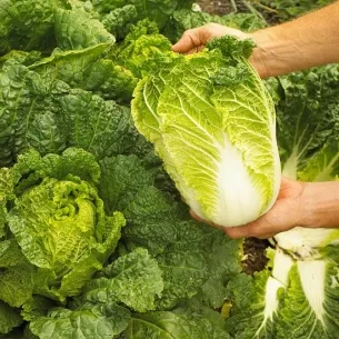 Cum de a planta suc de fructe