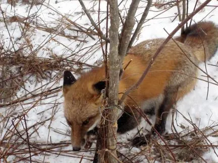 Cum de a prinde un moduri de vulpe