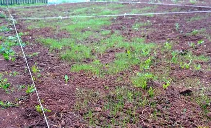 Cum de a planta sau semăna gazon frumos, cu propriile sale mâini (viitorul gazon do) Cum de a planta sau semăna gazon frumos, cu propriile sale mâini