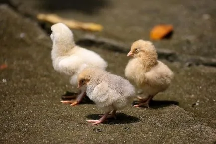 Cum să se hrănească puii de o zi (de viață) Cum să se hrănească puii de o zi