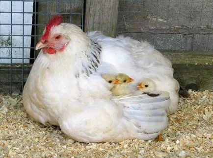 Cum să se hrănească puii de o zi (zile) Cum să se hrănească puii de o zi