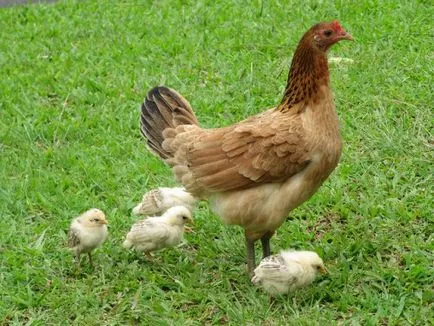 Cum să se hrănească puii de o zi (a) Cum să se hrănească puii de o zi