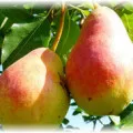 Cum de a pune bec în primăvară - Sfaturi grădinari