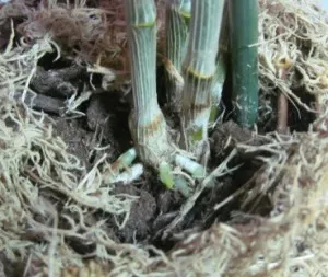 Cum de a transplantului și propaga orhidee Dendrobium, arome si culori pentru sanatate-frumusete