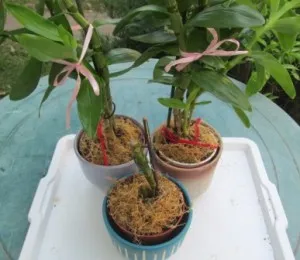 Cum de a transplantului și propaga orhidee Dendrobium, arome si culori pentru sanatate-frumusete