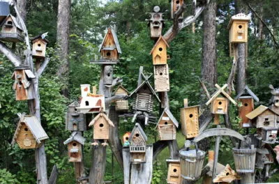 Cum să stea Birdhouse cardinalului