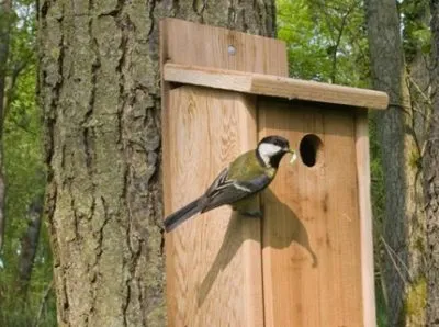 Cum să stea Birdhouse cardinalului