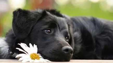 Cum de a da un animal la o altă persoană (pentru a da) Cum de a da un animal la o altă persoană
