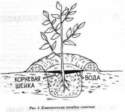 Cum să planteze pomi fructiferi - quaer (dreapta) Cum să planteze pomi fructiferi - quaer