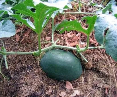 Ca pepeni verzi pinch, horticultura (pepene verde) Cum prindeți pepeni verzi, grădinărit