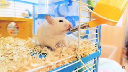 Cum de a preda un hamster pentru a preda consumatorii de alcool și consumatorii de alcool să bea din