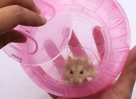 Cum de a preda un hamster la toaletă, la mâini și consumatorii de alcool
