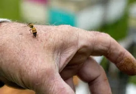 Cum să obțineți pur și simplu și eficient scăpa de viespi și albine (albine) Cum să obțineți pur și simplu și eficient scăpa de viespi și albine