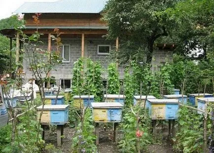 Cum să obțineți pur și simplu și eficient scăpa de viespi și albine (albine) Cum să obțineți pur și simplu și eficient scăpa de viespi și albine