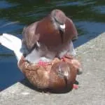 Ca păsări de reproducere (50 poze) porumbei de împerechere