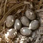 Ca păsări de reproducere (50 poze) porumbei de împerechere