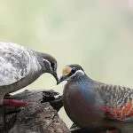 Ca păsări de reproducere (50 poze) porumbei de împerechere