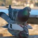 Ca păsări de reproducere (50 poze) porumbei de împerechere