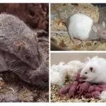 Cum să se înmulțească mouse-ul