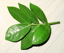 Ca propagate Zamioculcas 1000 secrete (propagate) Cum se propaga Zamioculcas 1000 secrete