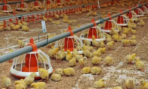 Cum să planteze și să aibă grijă pentru pui broiler