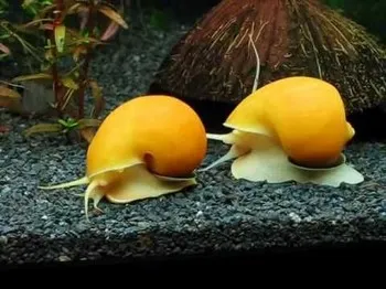 Cum de a rasa melci la domiciliu Achatina, melci de mere