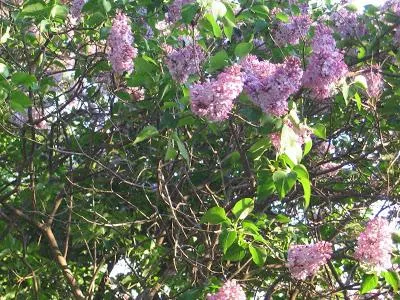 Cum se propaga altoire, de butași liliac, semințe