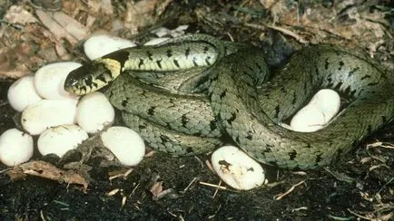 Cum de a da naștere la sarpe puii lor dacă toate speciile depun ouă (lor) Cum de a da naștere la sarpe puii lor dacă toate speciile depun ouă
