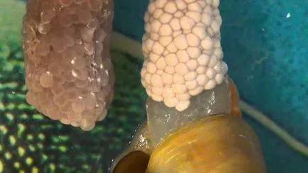 Ca melci teren prolifera (multiplica) Cum de a reproduce melci teren