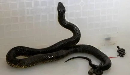 Cum de a da naștere la sarpe puii lor dacă toate speciile depun ouă (lor) Cum de a da naștere la sarpe puii lor dacă toate speciile depun ouă