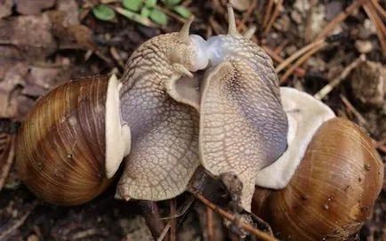 Ca melc teren multiplica (cohlee) Cum de a reproduce melci teren