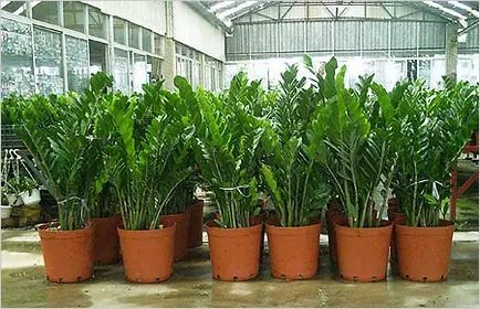 Cum se propaga Zamioculcas 1000 secrete (plante de interior) Cum se propaga Zamioculcas 1000 secrete